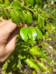 Eugenia biflora