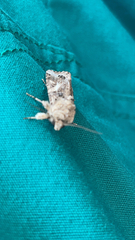 Spodoptera ornithogalli