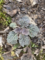 Salvia lyrata