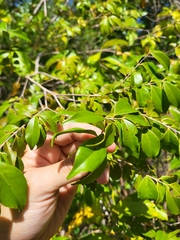 Eugenia biflora