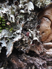 Nephroma antarcticum