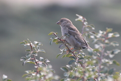 Passer domesticus