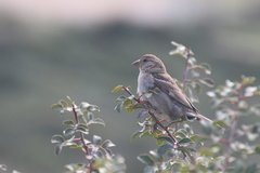 Passer domesticus