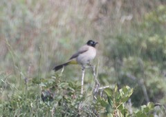 Pycnonotus xanthopygos