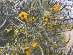 Senna phyllodinea