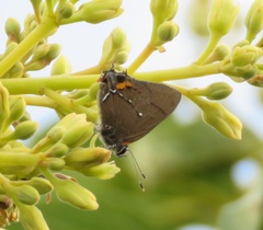 Electrostrymon angelia