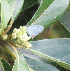 Nesiostrymon celida aibonito