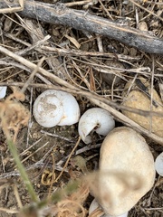 Sphincterochila