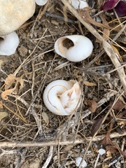 Sphincterochila