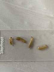 Kalotermitidae