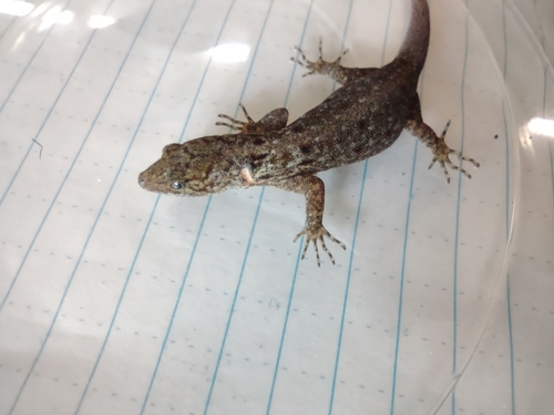 Yellow-headed Gecko, Ancón, Panama, photo 8 of 10