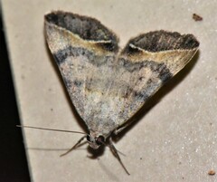 Acantholipes transiens