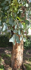 Eucalyptus polyanthemos