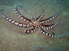 Thaumoctopus mimicus