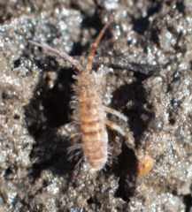 Orchesella villosa