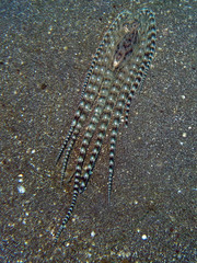 Thaumoctopus mimicus