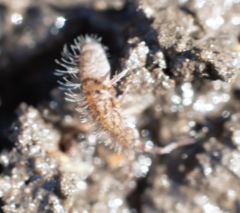 Orchesella villosa