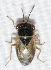 Geocoris megacephalus