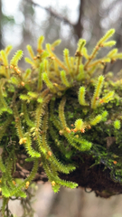 Cryphaea glomerata