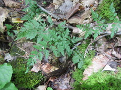 Cystopteris protrusa