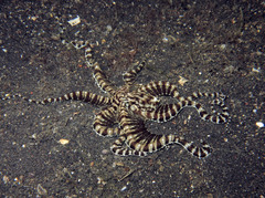 Thaumoctopus mimicus