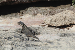 Laudakia vulgaris