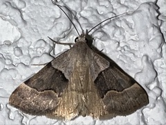 Hemeroplanis incusalis