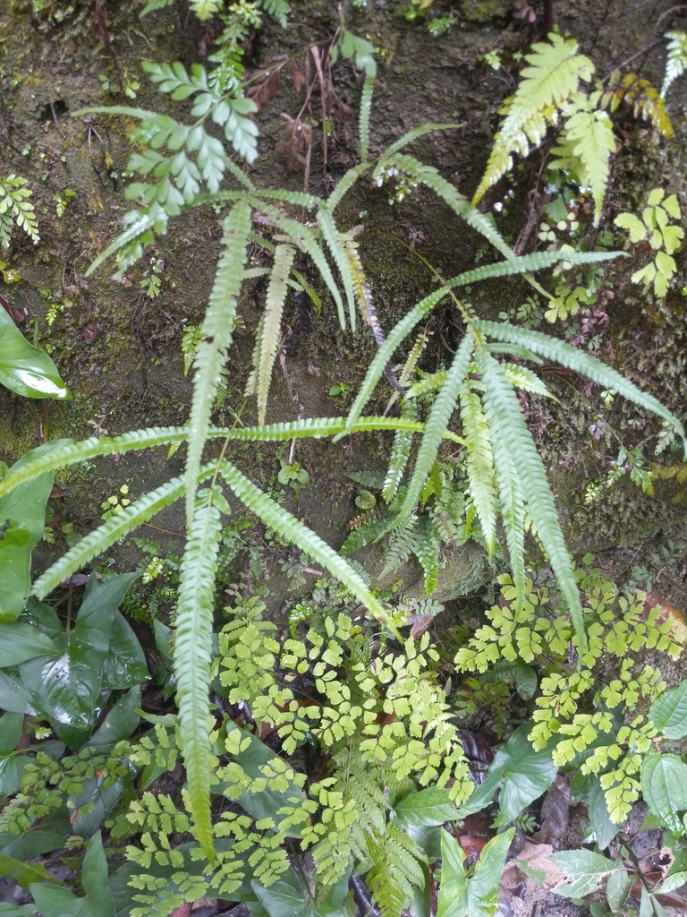 Goniopteris fuertesii