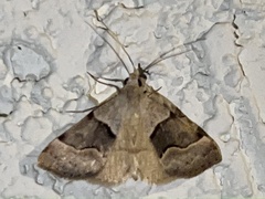 Hemeroplanis incusalis