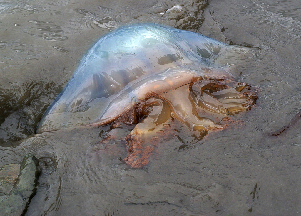 Rhizostomatoidea