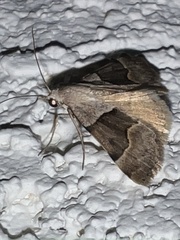 Hemeroplanis incusalis