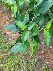 Varronia polycephala