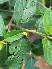 Varronia polycephala