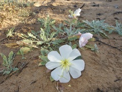 Oenothera deltoides