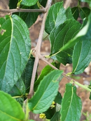 Varronia polycephala