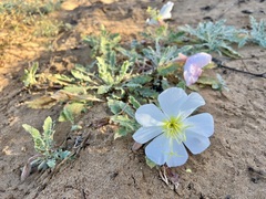 Oenothera deltoides