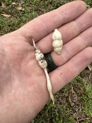 Stachys floridana