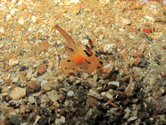 Thecacera