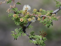 Mimosa aculeaticarpa