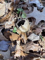 Amphibolips confluenta