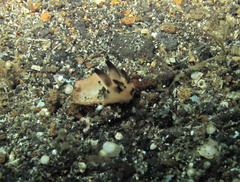 Thecacera