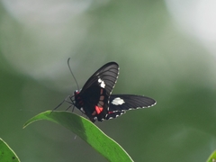Parides iphidamas