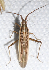 Stenodema calcarata