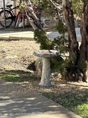 Passer domesticus