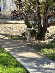 Passer domesticus