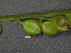 Paspalum floridanum