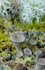 Cladonia fimbriata