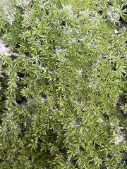 Eucladium verticillatum