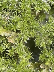 Eucladium verticillatum