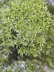 Eucladium verticillatum
